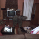 Illustration for article titled Baby Elephant Wanders Into South African Living Room, Has A Snack